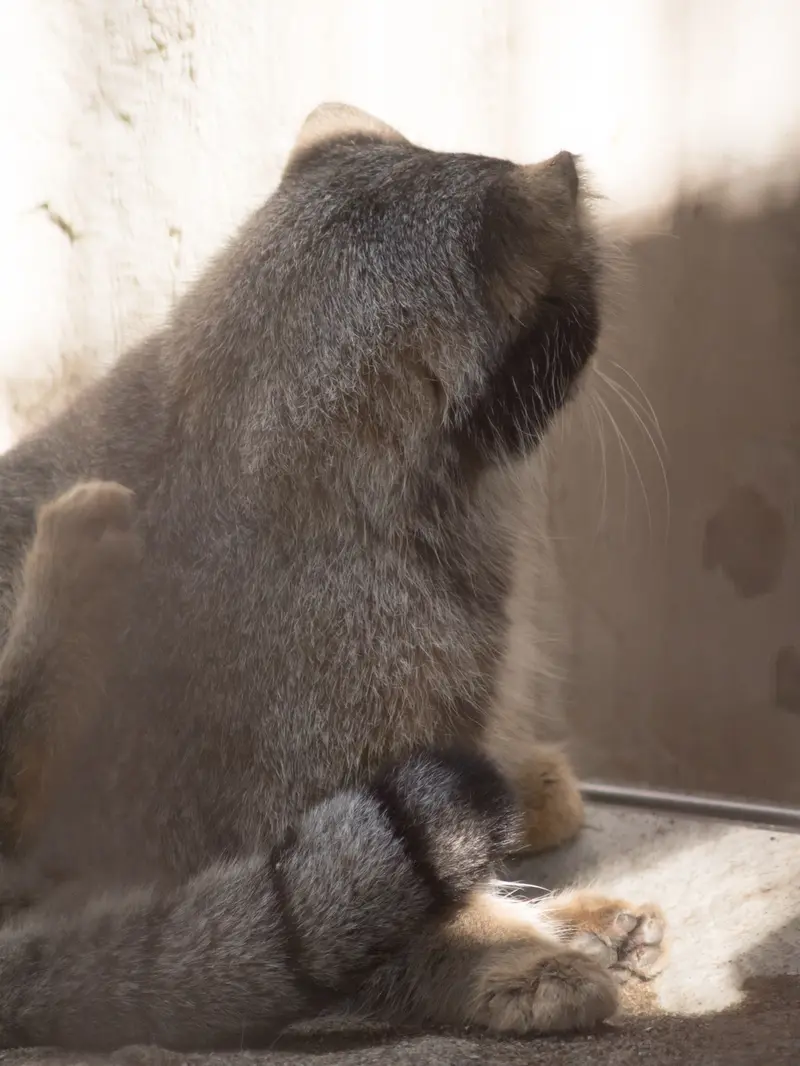 野毛山動物園のフィーガの写真