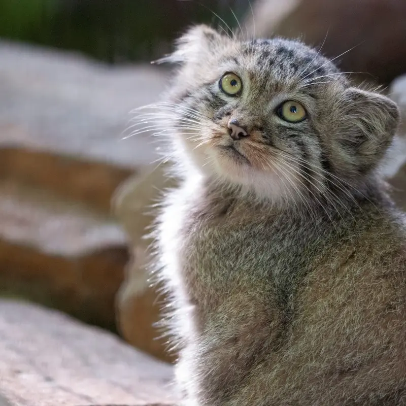 クラクフ動物園のバトゥとエルデネ Ⅳ の息子（2016年生まれ）の写真
