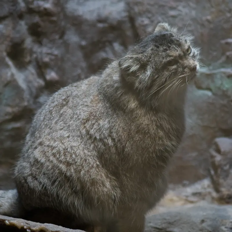 恩賜上野動物園のプリームラの写真