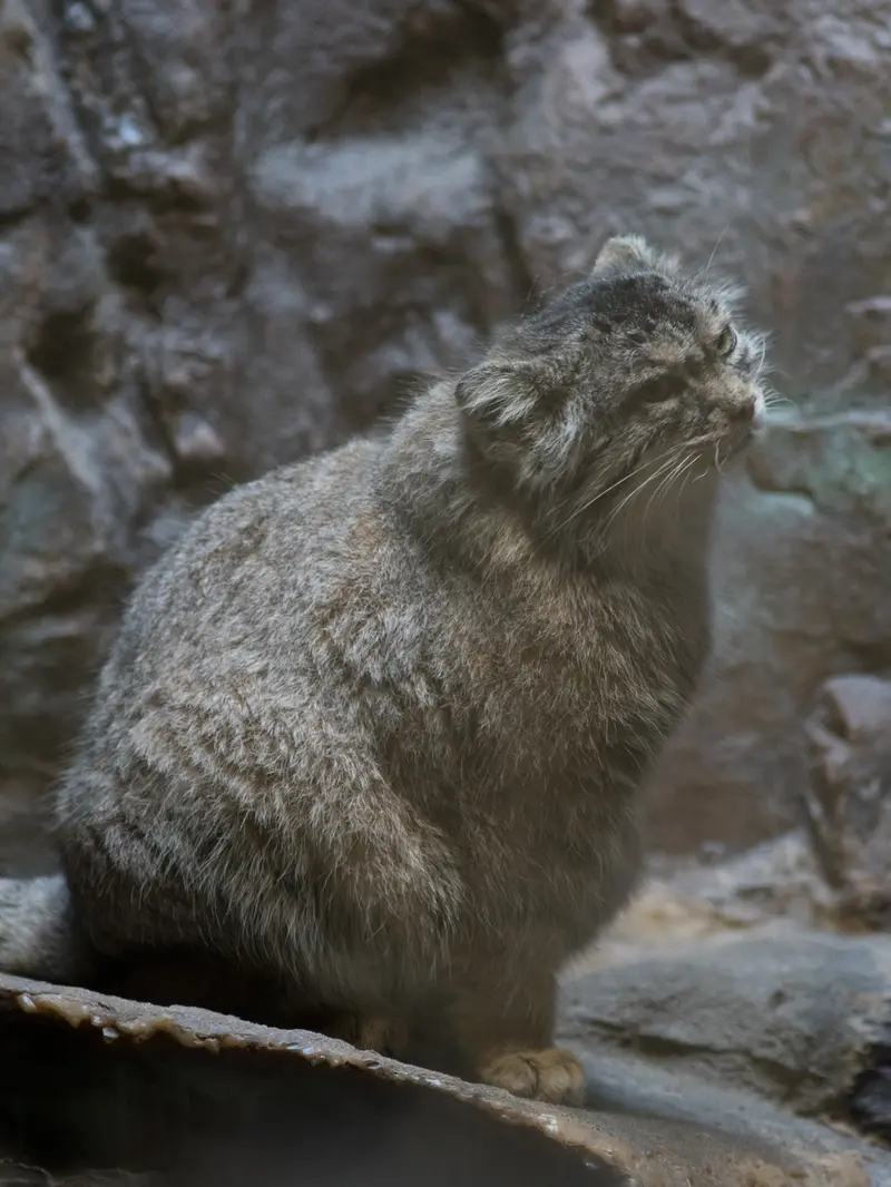 恩賜上野動物園のプリームラの写真