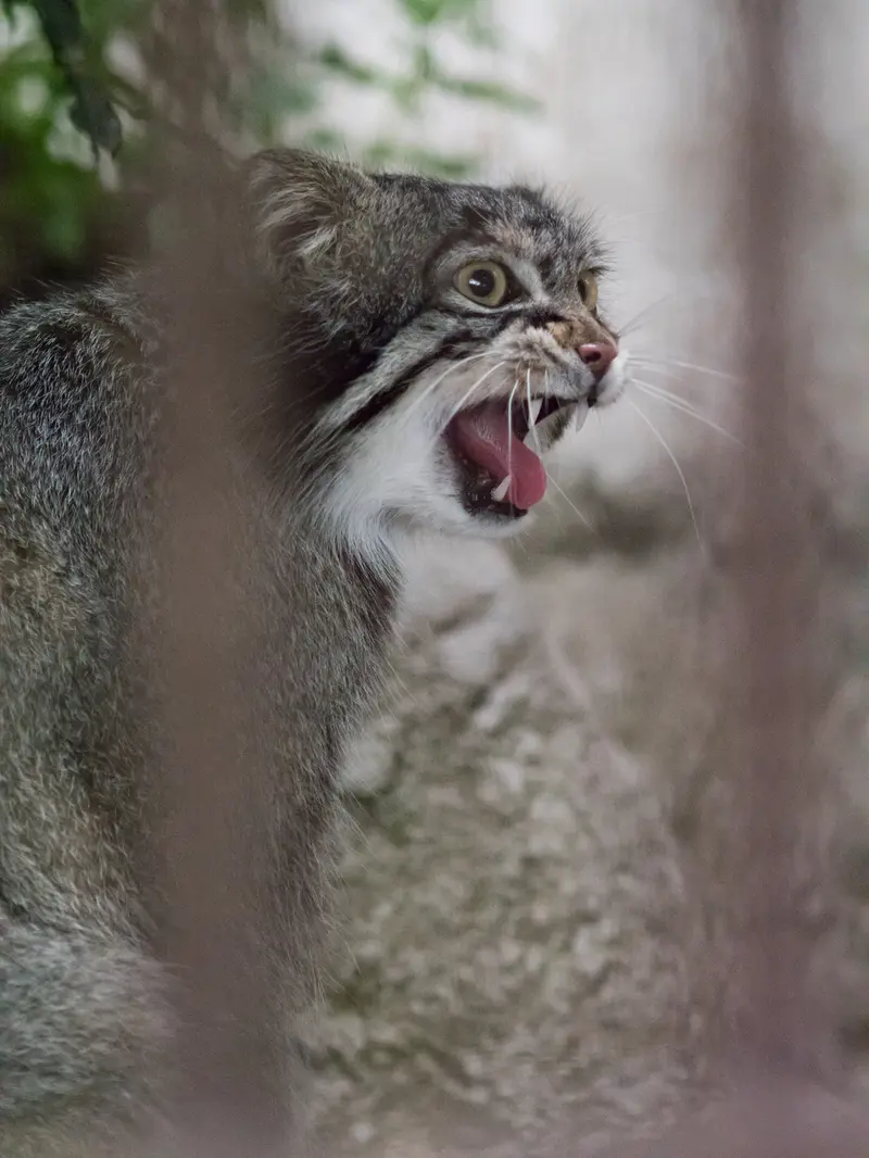 野毛山動物園のフィーガの写真