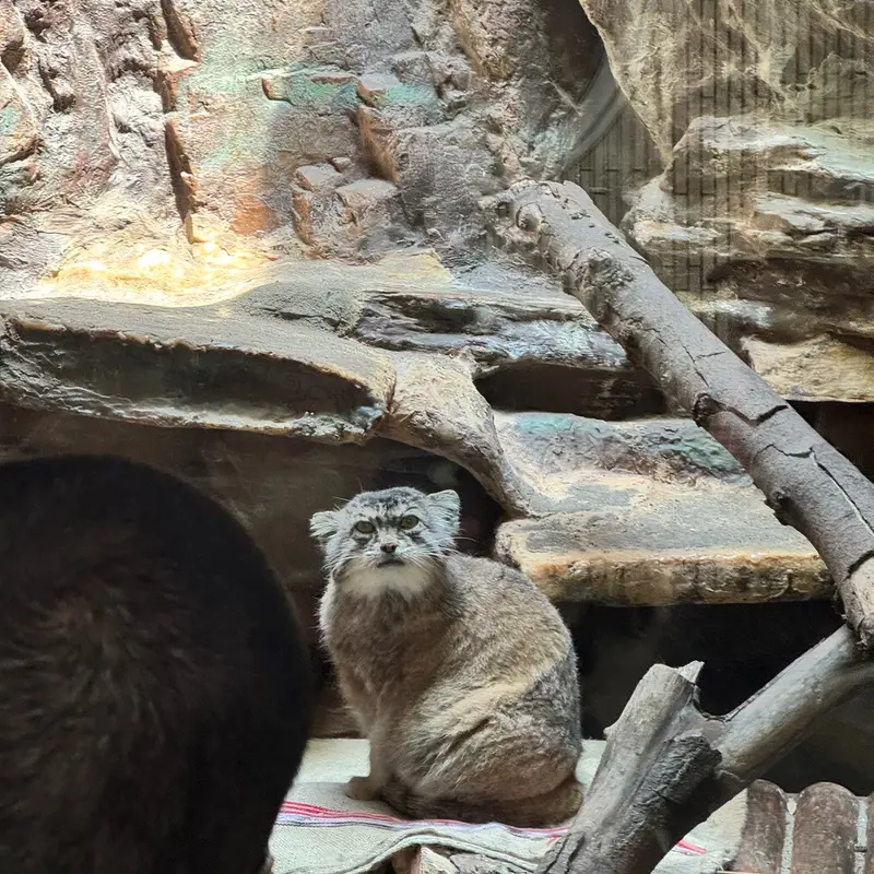 恩賜上野動物園のマヌルネコの写真