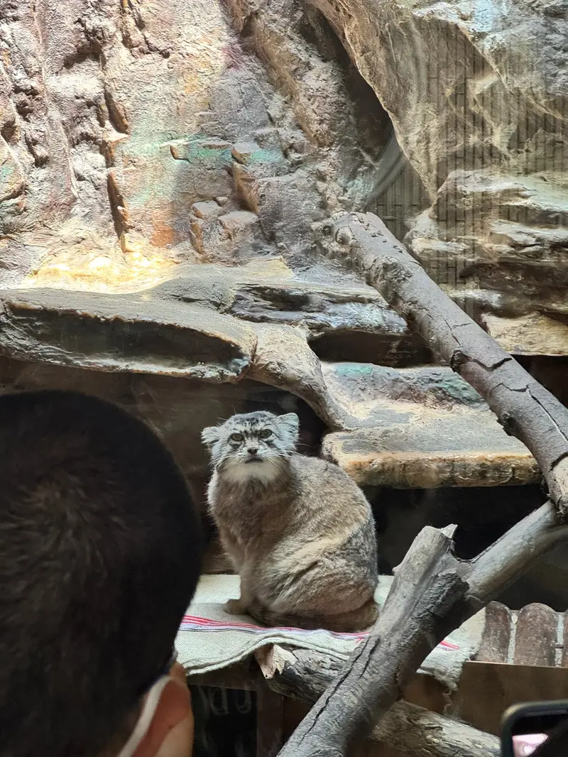 恩賜上野動物園のマヌルネコの写真