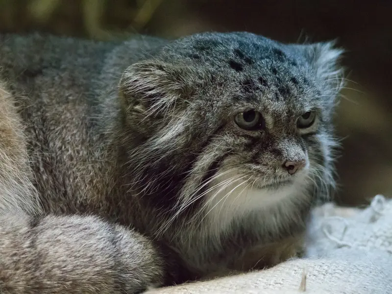 恩賜上野動物園のクリョンの写真