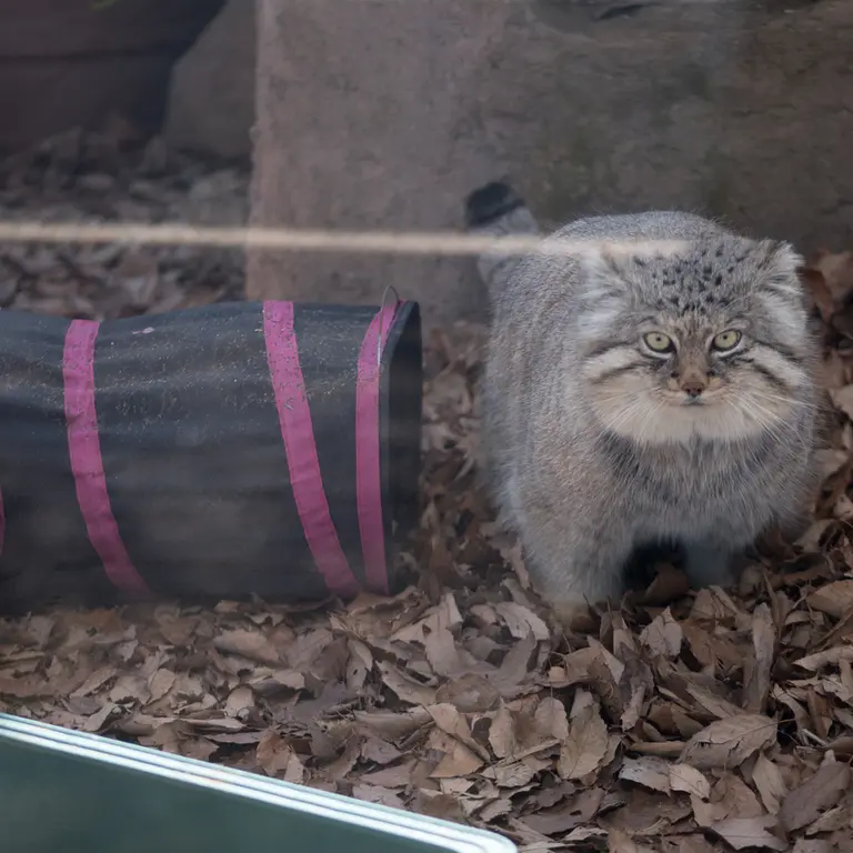 埼玉県こども動物自然公園のロータスの写真