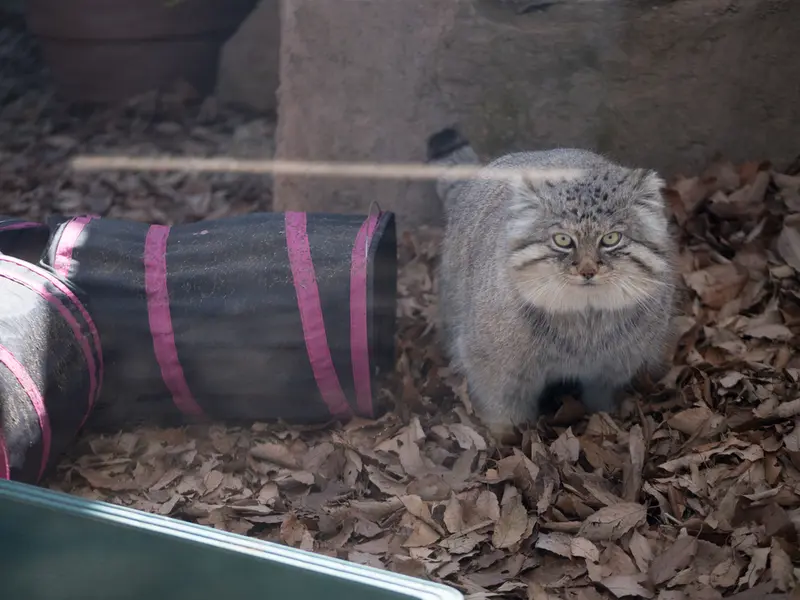 埼玉県こども動物自然公園のロータスの写真