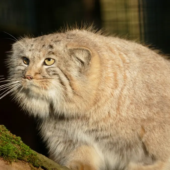 ノイヴィート動物園のアーサーの写真