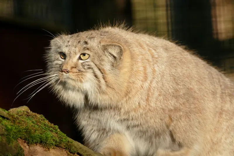 ノイヴィート動物園のアーサーの写真