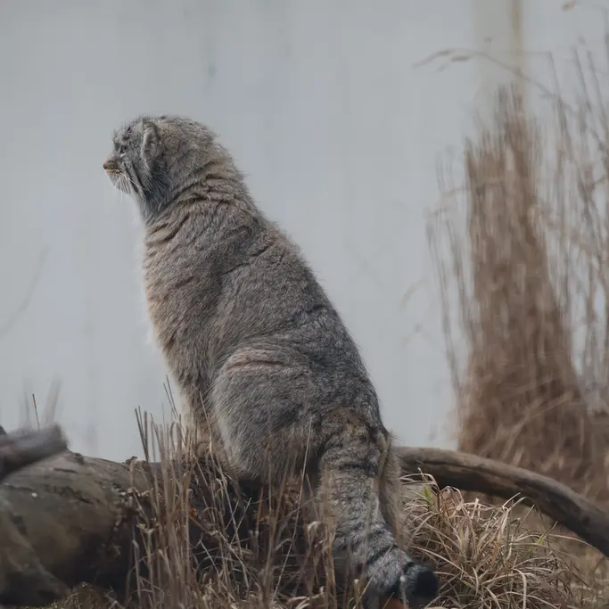 コルケアサーリ動物園のアルカスの写真