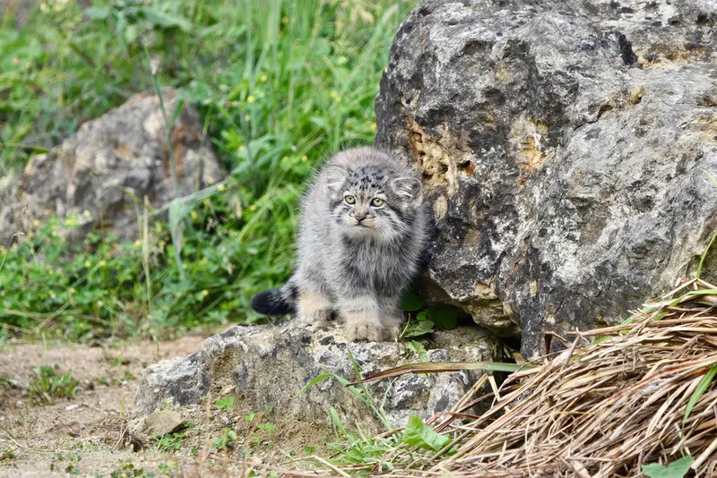 ポート・リムプネ・ワイルド・アニマル・パークのナムーの子猫 b. 2026 Ⅲの写真