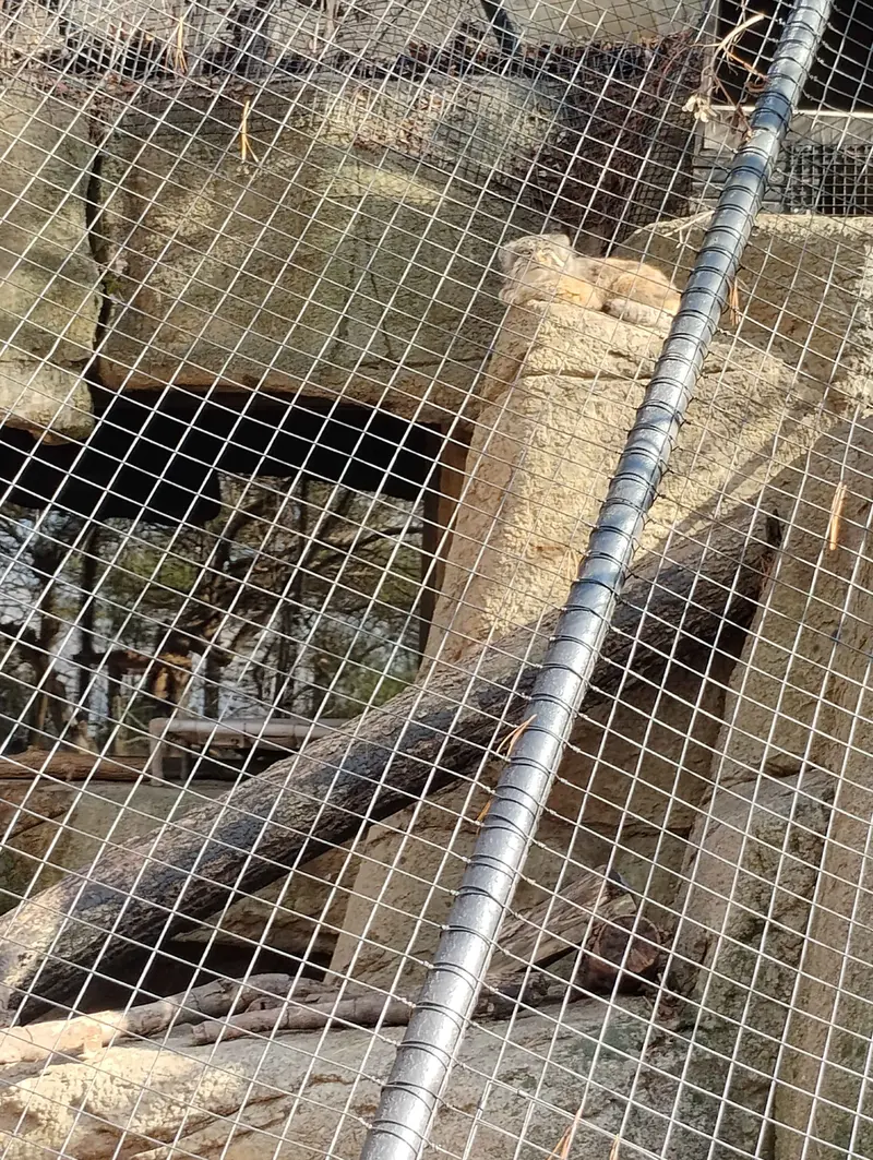 シンシナティ動物園のムーシューの写真