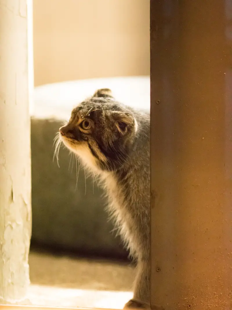 野毛山動物園のフィーガの写真