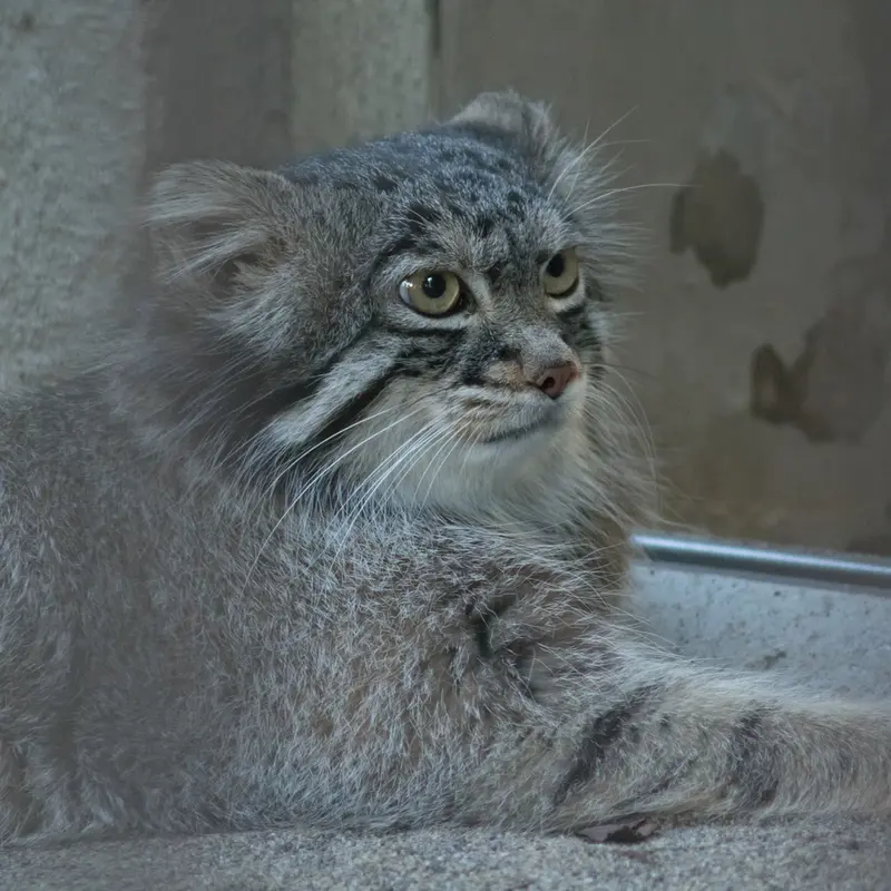 野毛山動物園のフィーガの写真
