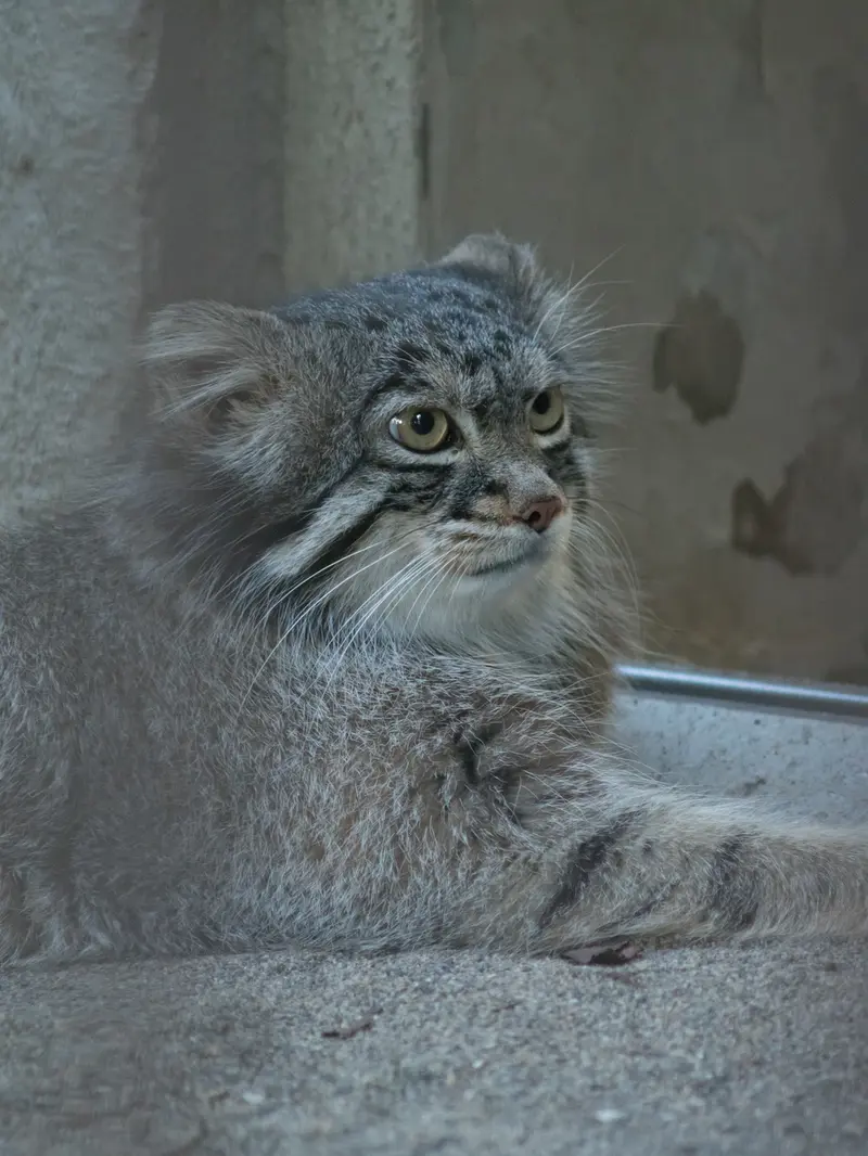 野毛山動物園のフィーガの写真
