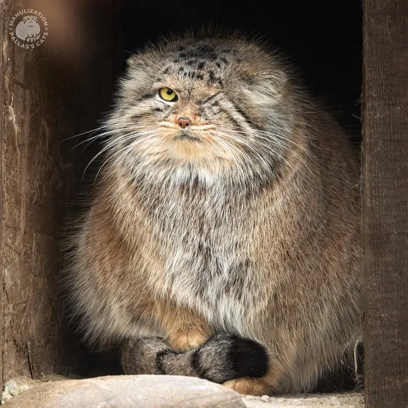 ポズナン新動物園のボジェンカの写真