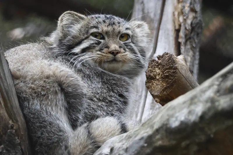 ノヴォシビルスク動物園のマヌルネコの写真
