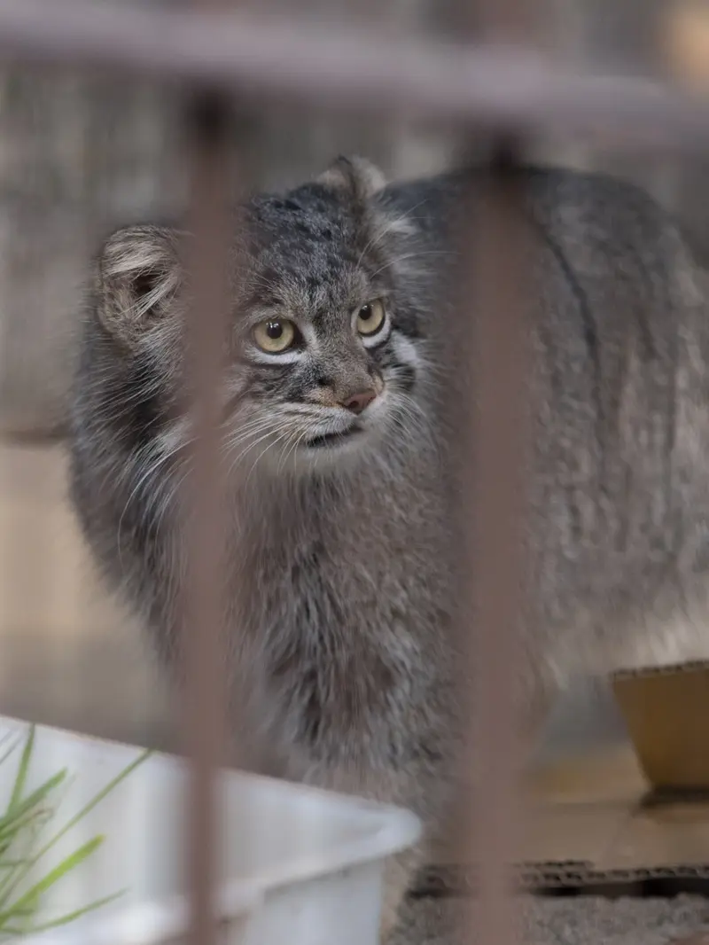 野毛山動物園のフィーガの写真