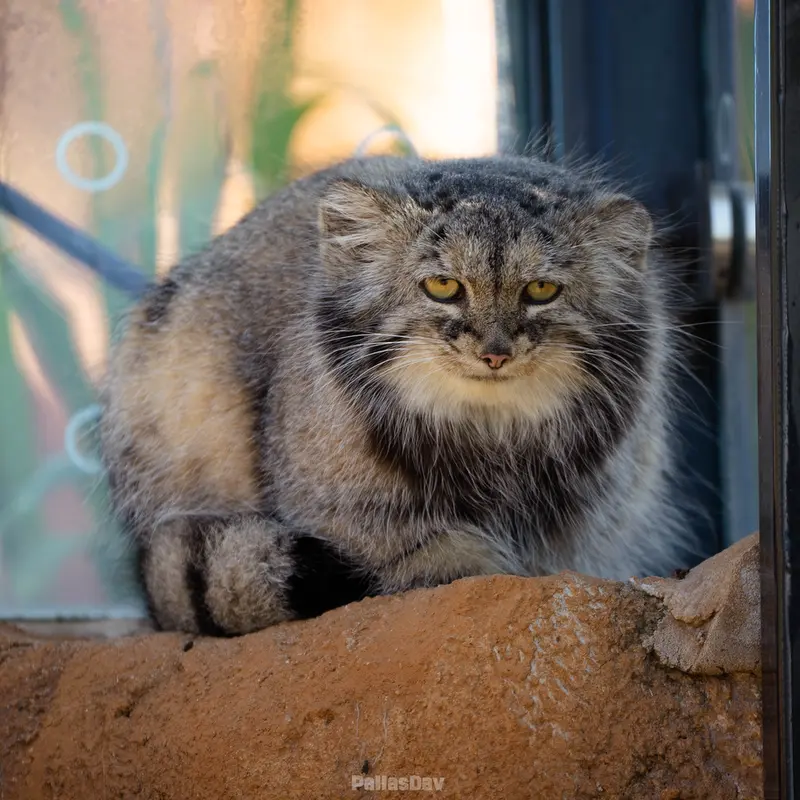 プラハ動物園のプリンセッサの写真