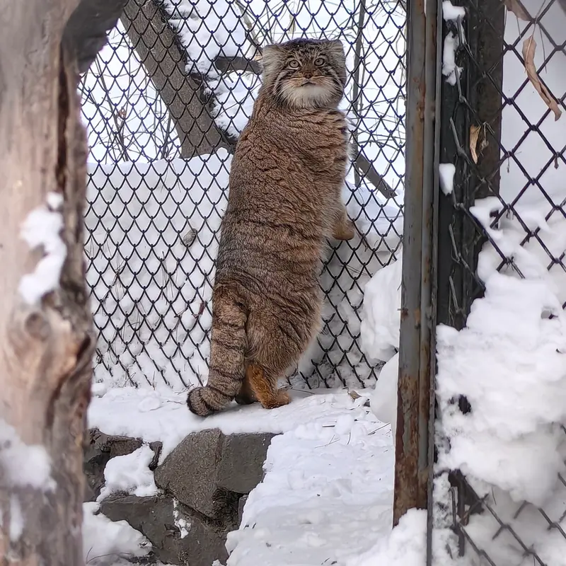 ノヴォシビルスク動物園のアチの写真