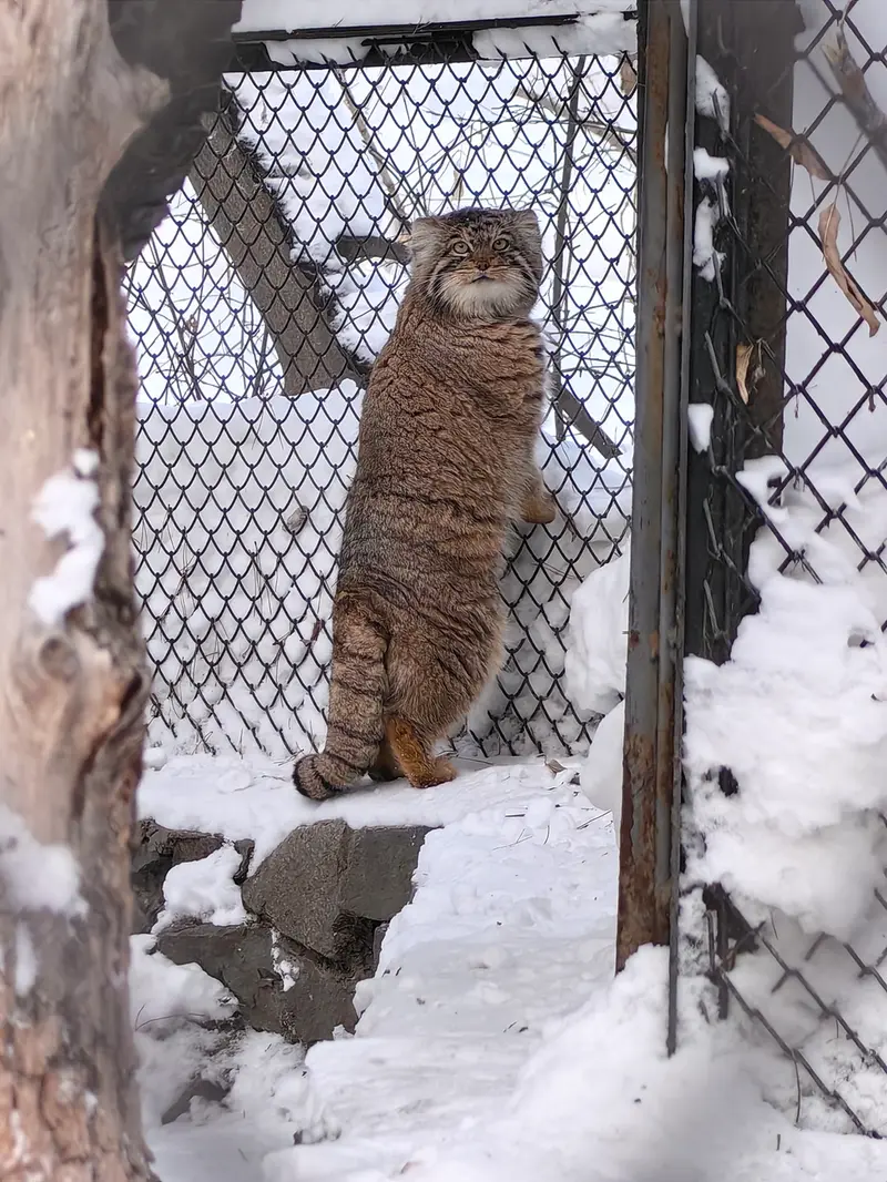 ノヴォシビルスク動物園のアチの写真