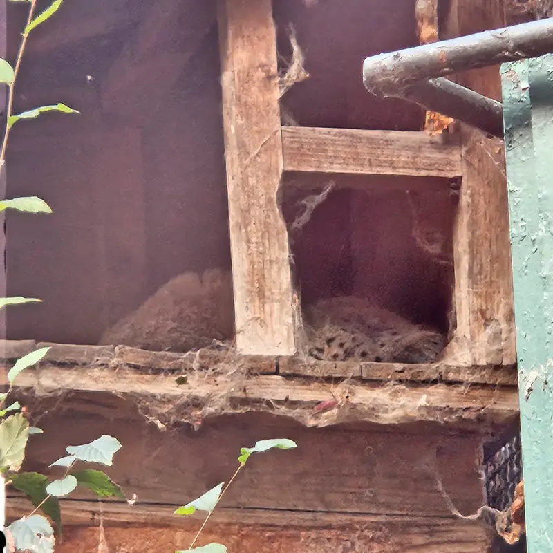 ブダペスト動物園・植物園のマヌルネコの写真
