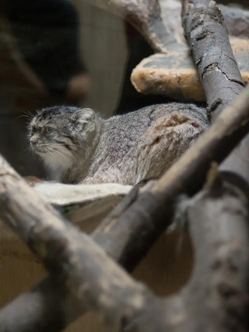 恩賜上野動物園のプリームラの写真
