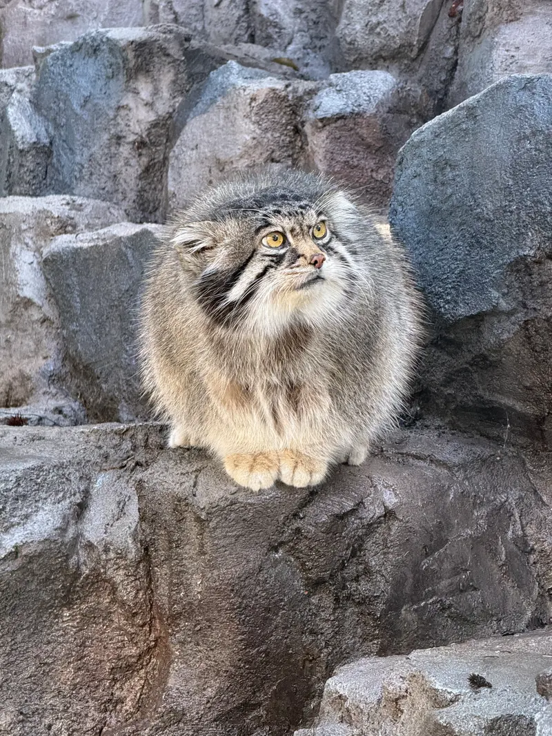 旭山動物園のグルーシャの写真