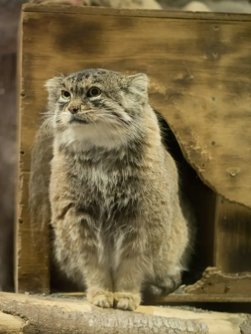 恩賜上野動物園のプリームラの写真