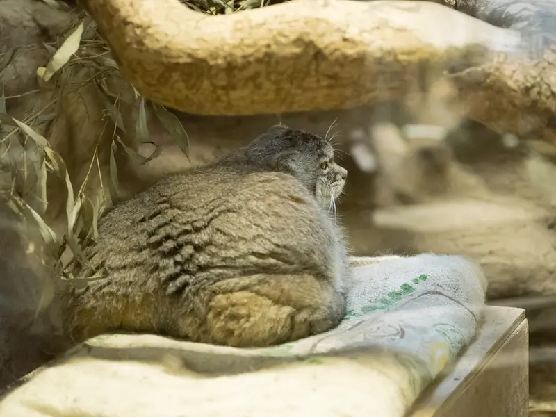 恩賜上野動物園のプリームラの写真