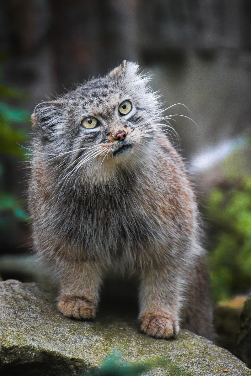 ヴロツワフ動物園のザリナの写真