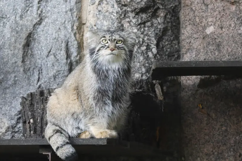 モスクワ動物園のティモフェイの写真