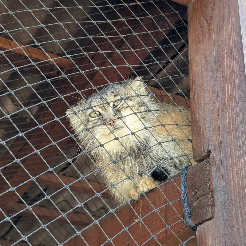 イフラヴァ動物園のルガシャの写真