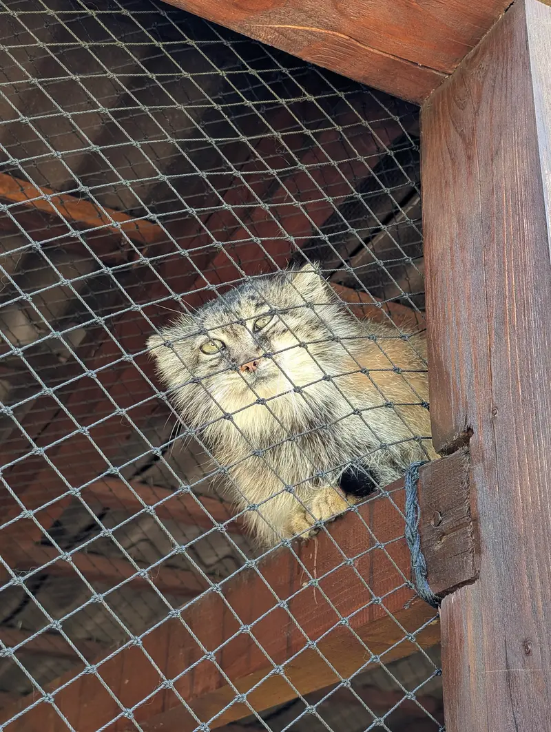 イフラヴァ動物園のルガシャの写真