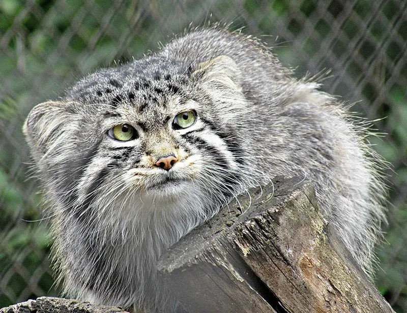 ノヴォシビルスク動物園のマヌルネコの写真