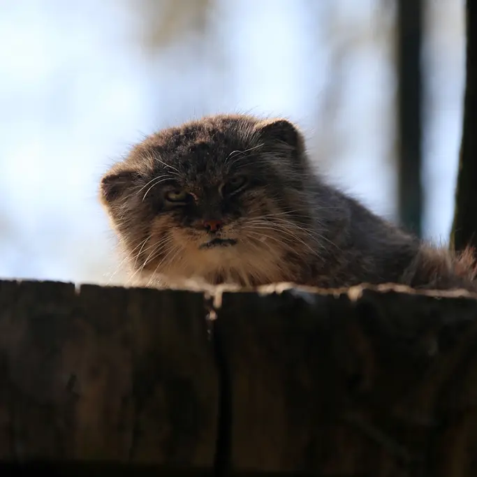 ウッチ動物園のパッツォの写真