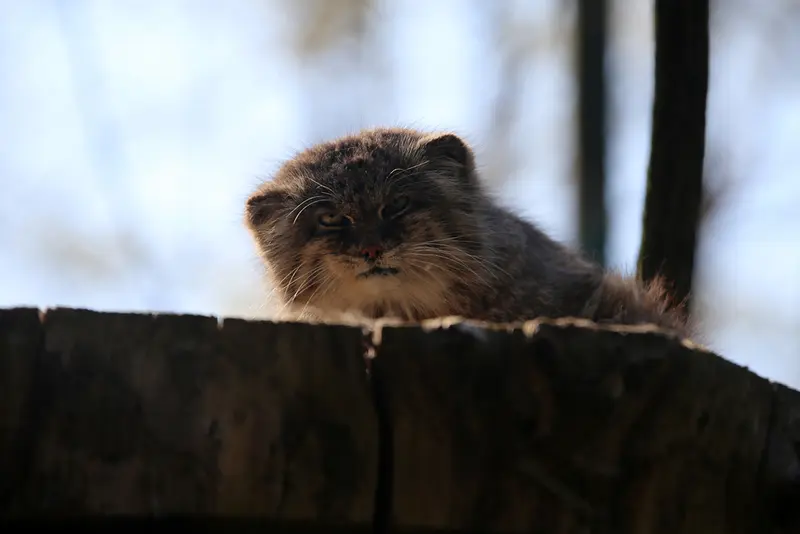 ウッチ動物園のパッツォの写真