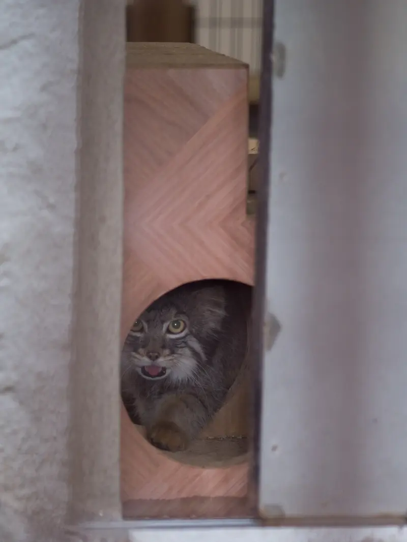 野毛山動物園のフィーガの写真
