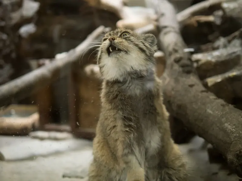 恩賜上野動物園のプリームラの写真