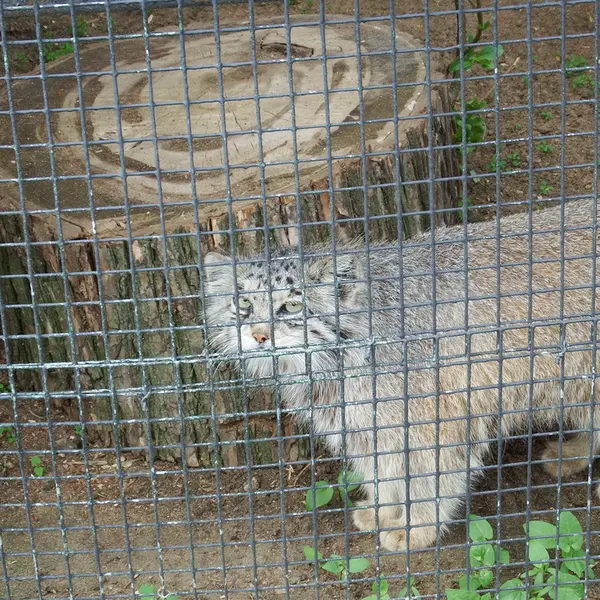 レニングラード動物園のナミカの写真