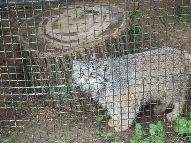 レニングラード動物園のナミカの写真