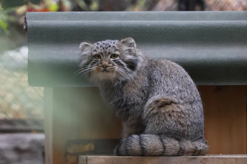 ノヴォシビルスク動物園のマヌルネコの写真