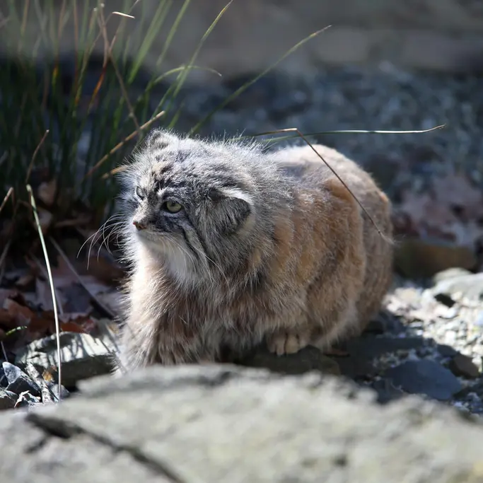 オストラヴァ動物園のモイラの写真