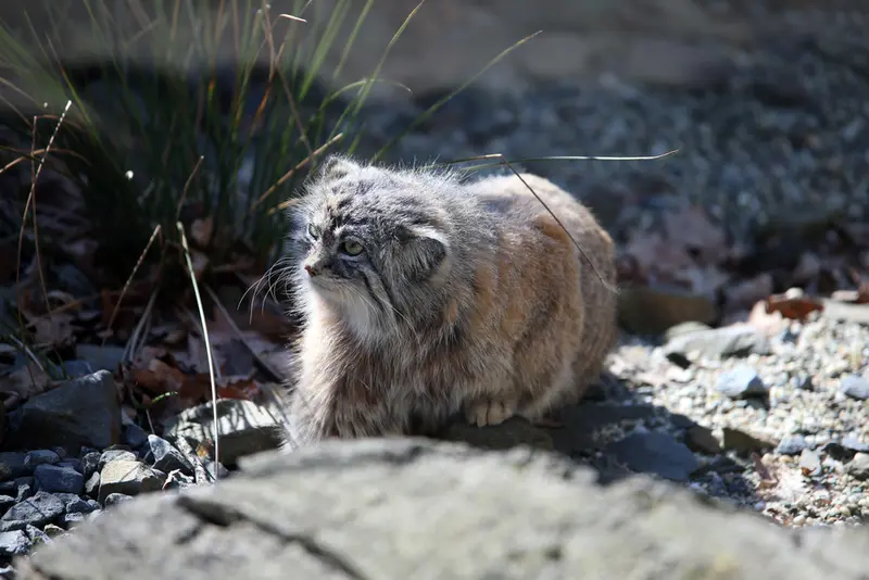 オストラヴァ動物園のモイラの写真