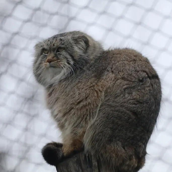コルケアサーリ動物園のアルカスの写真
