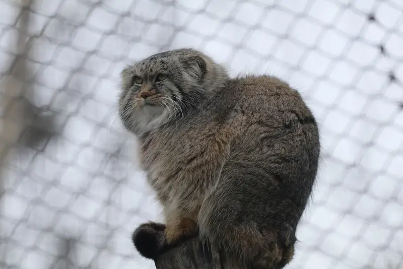 コルケアサーリ動物園のアルカスの写真