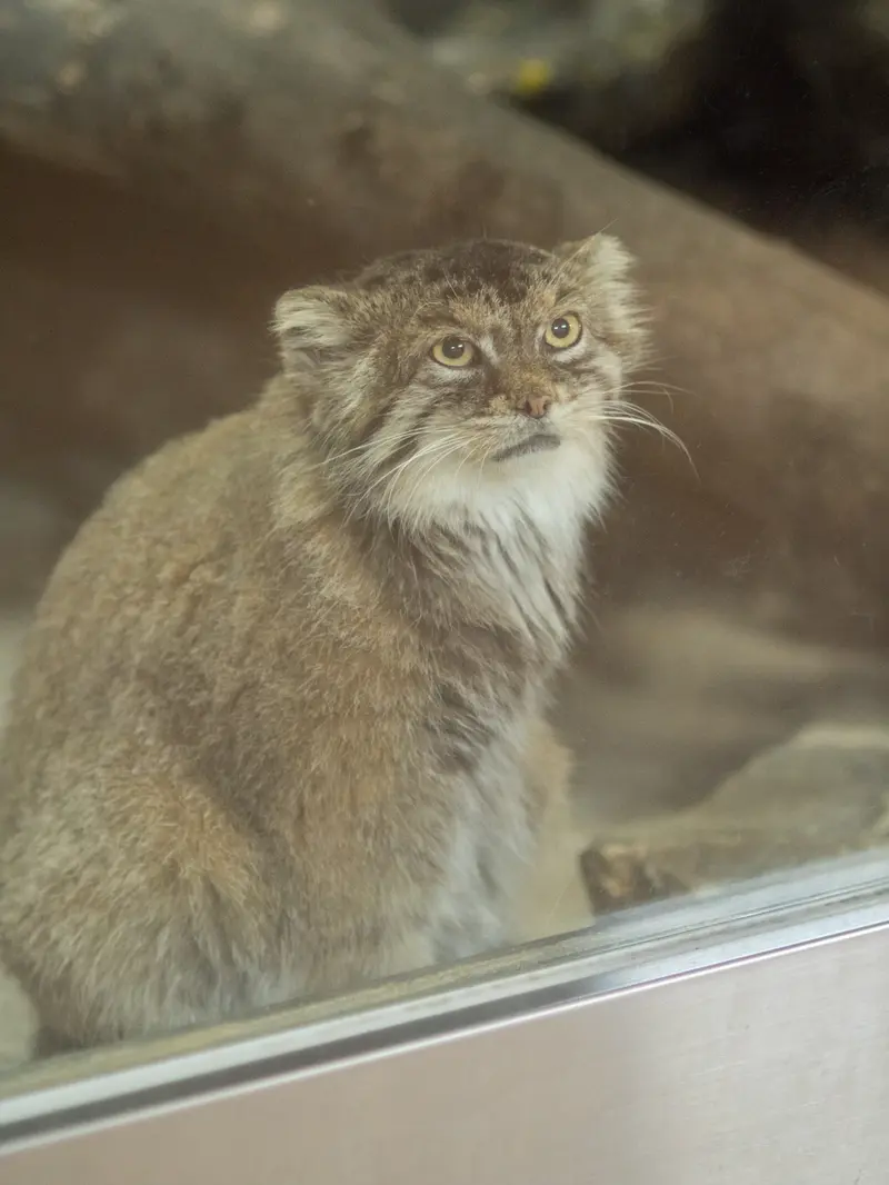 恩賜上野動物園のプリームラの写真