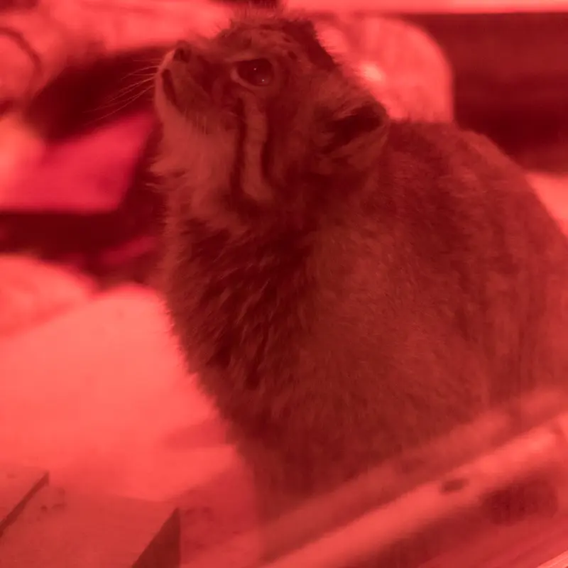 恩賜上野動物園のナイマの写真