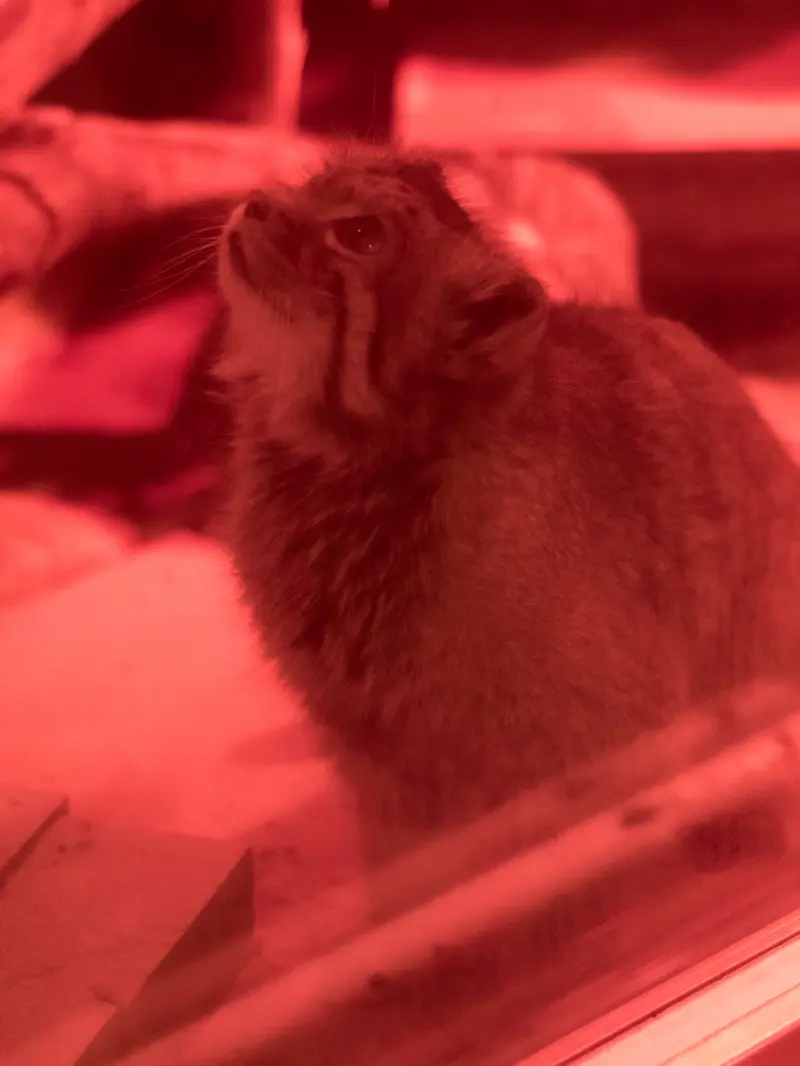 恩賜上野動物園のナイマの写真
