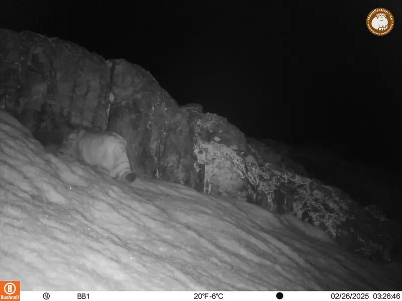 アクタス＝クンコラ［新］カメラトラップで撮影したOtocolobus manul manulの写真