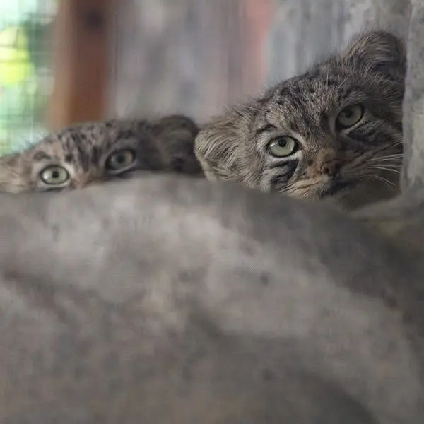 ビンガムトン動物園（ロス・パーク）のルビーとジョディの写真